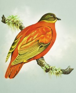 Pomba laranja (guache sobre papel)