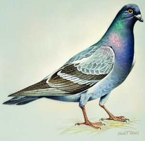Pomba das rochas (guache sobre papel)
