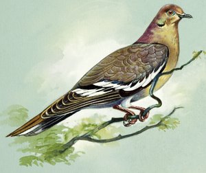 Pomba de asas brancas (guache sobre papel)