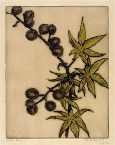 Sementes de rícino de Bertha E. Jaques