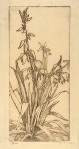 Yucca de Bertha E. Jaques