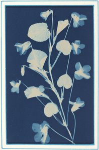 Sem título, c. 1900. de Bertha Evelyn Jacques
