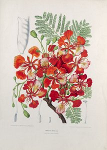 Poinciana Regia, ilustração de flores, frutas e folhagem selecionada da flora e da Pomona da ilha de Java, gravada por G. Severeyns, 1885 (cromolitógrafo colorido)