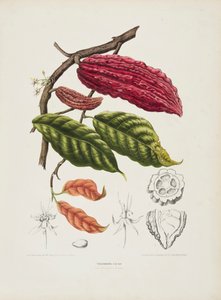 Theobroma, cacaueiro, c1840-1890. de Berthe Hoola van Nooten