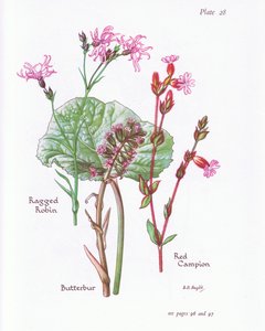 Carrapicho, Robin Esfarrapado, Campion Vermelho, 1951 de Bessie D. Inglis
