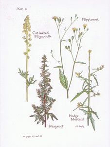 Mignonette com folhas cortadas, Artemísia, Nipplewort, Mostarda, 1951 de Bessie D. Inglis