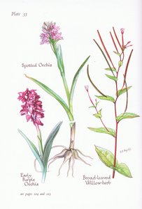 Orchis roxo adiantado, Orchis manchado, erva larga do salgueiro das folhas, 1951 de Bessie D. Inglis