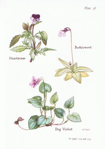 Heartsease, Violet Dog, Butterwort, 1951 de Bessie D. Inglis