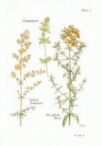 Bedstraw Das Senhoras, Crosswort, St Johns Wort, 1951