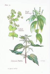Ladys Mantle, Dogs Mercury, Urtiga Comum, 1951