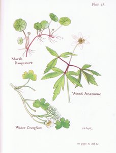 Pântano Pennywort, anêmona de madeira, Aranha da água, 1951