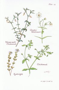 Chickweed Rato-Orelhudo, Maior Stitchwort, Chickweed, Eyebright, 1951