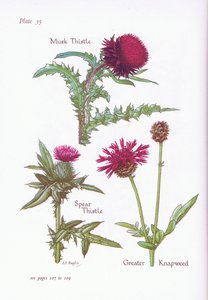 Cardo de Musk, Cardo de Lança, Maior Knapweed, 1951