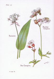 Ramsons, bexiga campion, mar campion, 1951 de Bessie D. Inglis