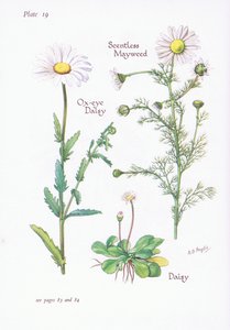 Mayweed sem caroço, margarida, margarida de olho de boi, 1951