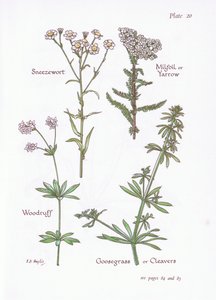 Sneezewort, Milfoil ou Yarrow, Woodruff, Goosegrass ou Cleavers, 1951