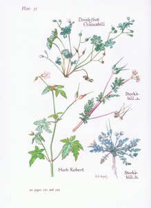 Cegonhas Bill, Doves Foot, Cranesbill, Herb Robert, 1951 de Bessie D. Inglis