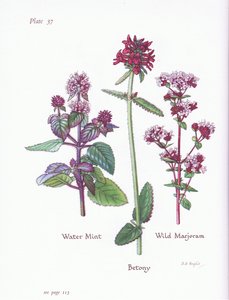 Hortelã-d&39;água, manjerona selvagem, Betony, 1951 de Bessie D. Inglis