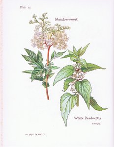 White Deadnettle, Doce de Prado, 1951 de Bessie D. Inglis