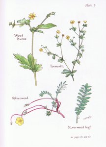 Avens de madeira, Tormentil, Silverweed, 1951 de Bessie D. Inglis
