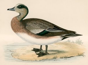 Wigeon americano
