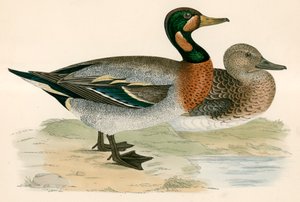 Pato Bimaculado