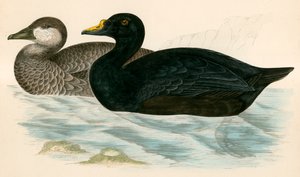 Scoter Comum de Beverley R. Morris