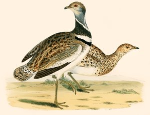 Abetarda