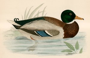Pato-real
