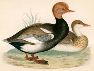 Pato assobiando com crista vermelho