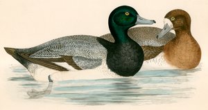 Pato Negrinha