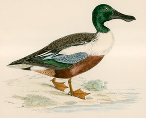 Pato-colhereiro
