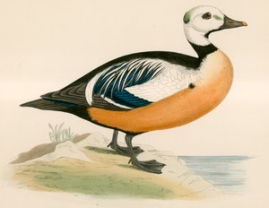 Pato do Oeste de Steller