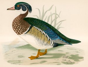 Pato De Verão