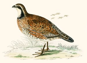 Perdiz do Virginian