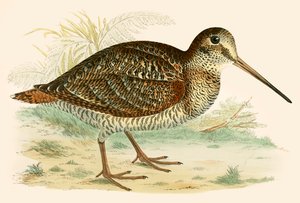 Galinhola