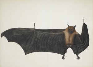 Great Indian Fruit Bat, ca. 1777-82. de Bhawani Das