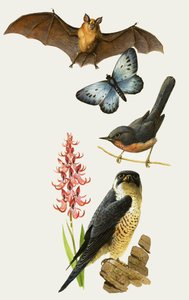 Vida selvagem britânica ameaçada de extinção