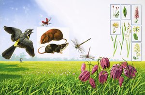 Os campos floridos, incluindo a alvéola cinzenta, o cardeal vermelho, a ratazana do campo e diversas variedades de ervas e plantas