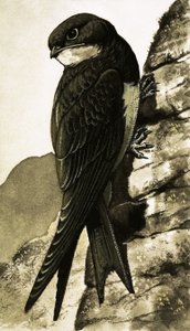 O Swift