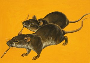 Dois ratos cegos