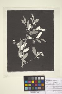 Huckleberry (tinta sobre papel)