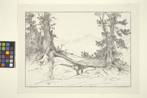 Sierra Pines (tinta sobre papel) de Bolton Coit Brown
