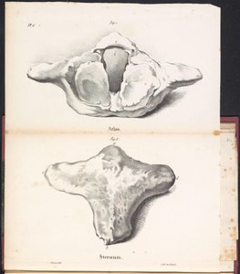 Atlas e esterno da baleia, 1827 Atlas/Sternum (título no objeto)