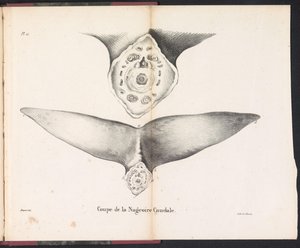 Secção da barbatana caudal da baleia, 1827
Coupe de la Nageoire Caudale (título sobre o objecto)