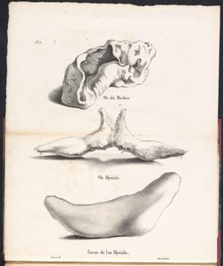 Três partes do osso hióide da baleia, 1827 Os du Rocher / Os Hyoid / Corne de l