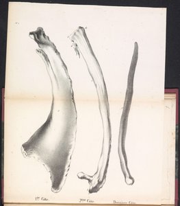 Três Costelas da Baleia, 1827 1st Côte / 2me Côte / Derniere Côte (título no objeto)