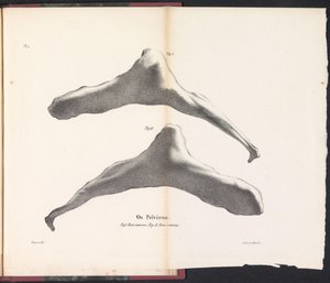 O osso da anca da baleia, 1827
Os Pelviens (título sobre o objecto)