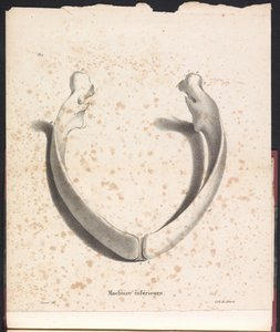 maxilar inferior da baleia, 1827
Machoire inférieur (título sobre o objecto)