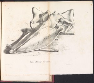 Schedel van de Walvis, 1827 Parte de baixo do crânio (título no objeto)